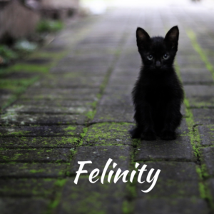 felinity by dan willard download